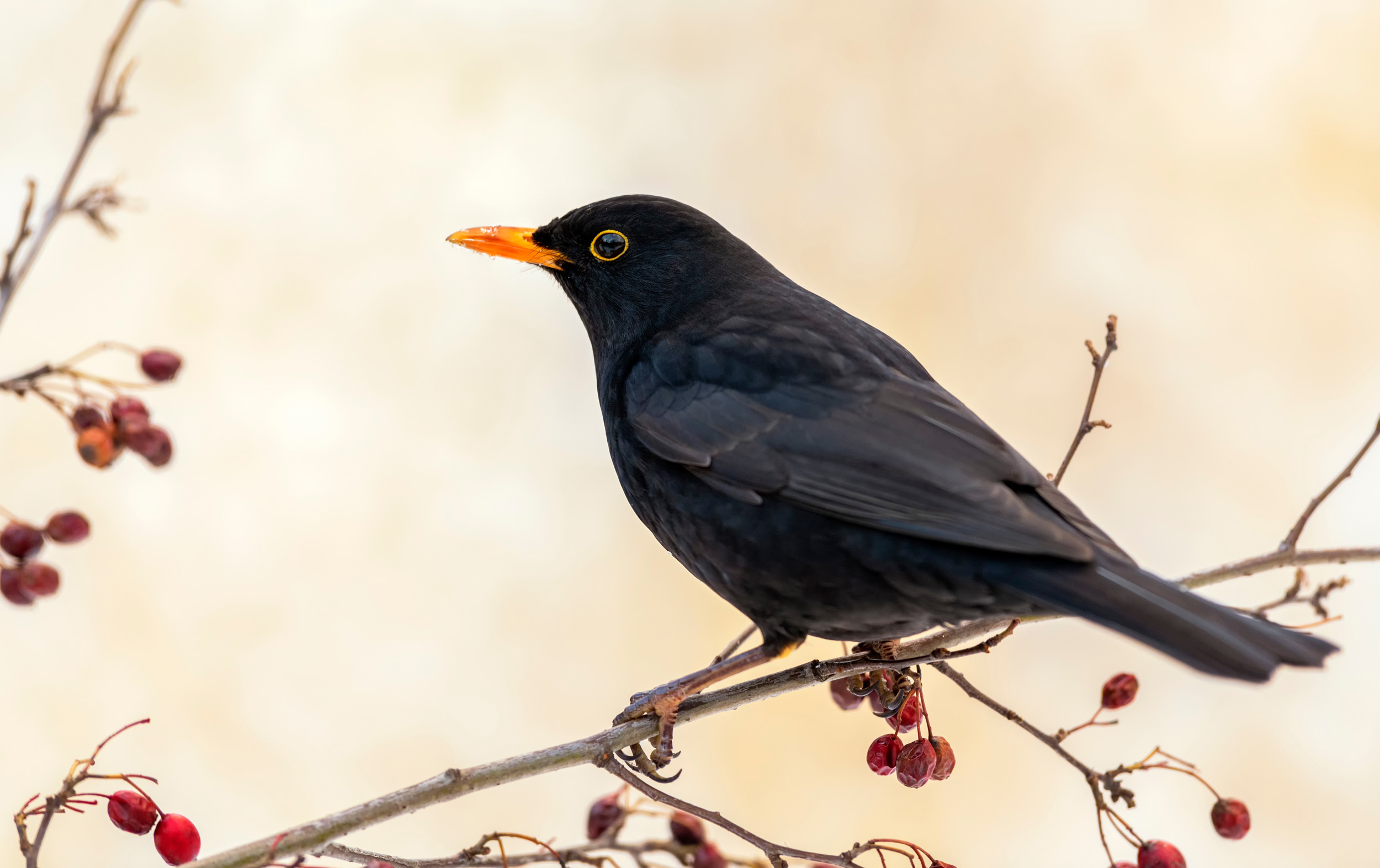 Black Bird