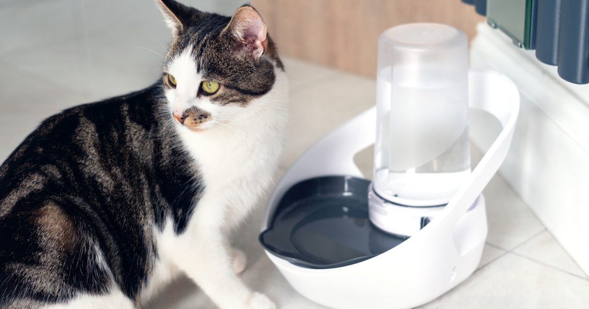 Felaqua Connect Smart Water Bowl