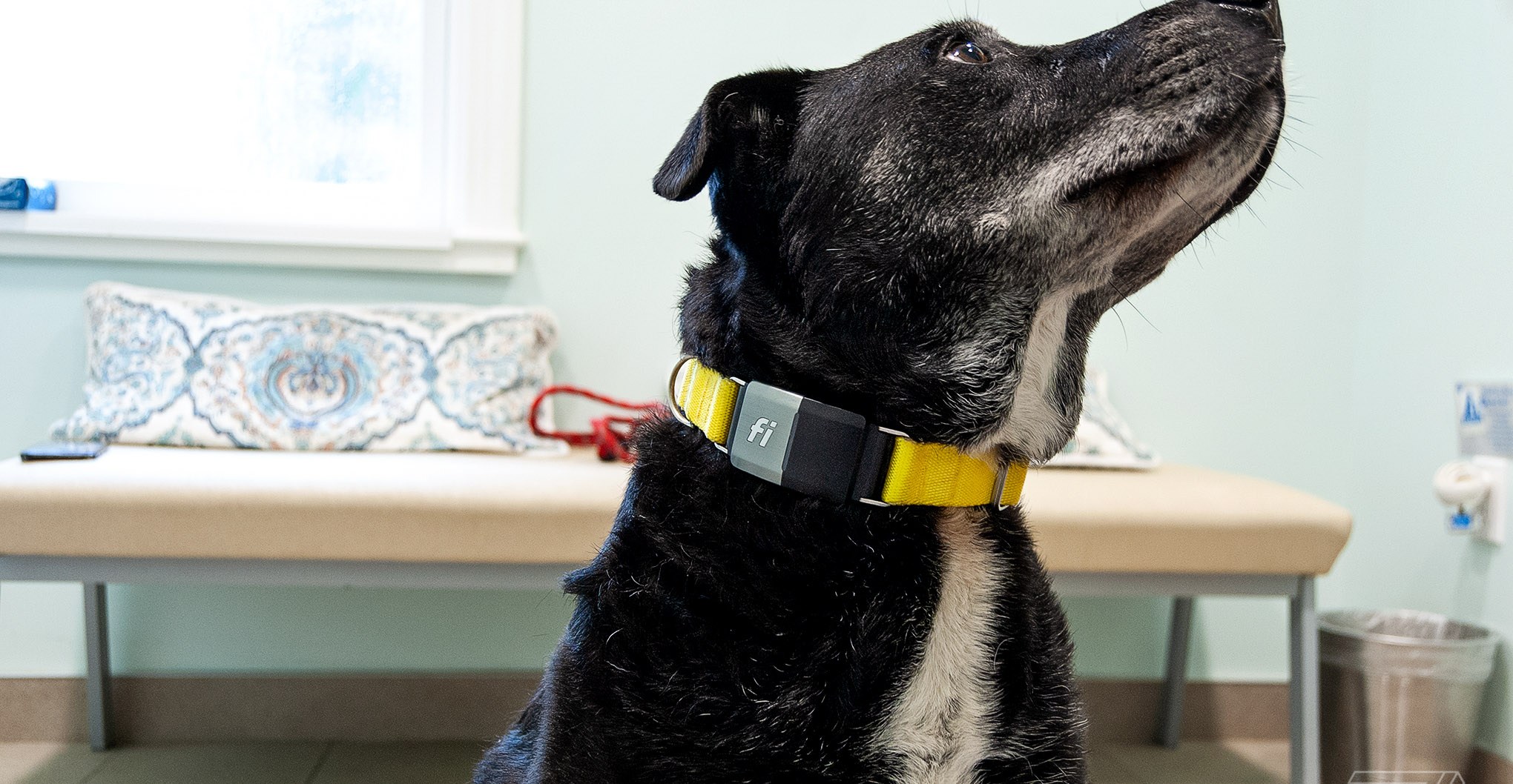 Fi GPS Dog Collar