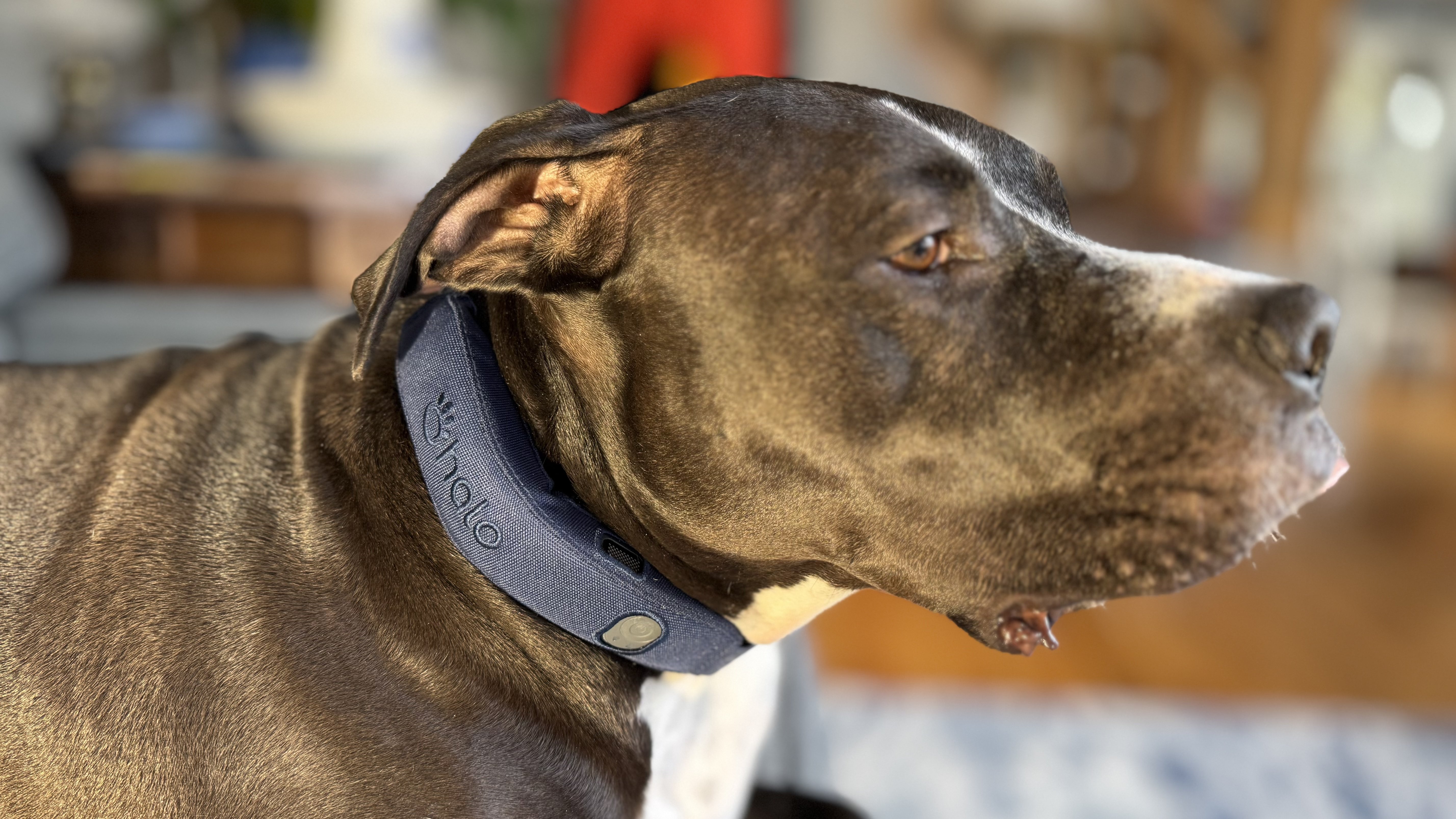 Halo Collar 4