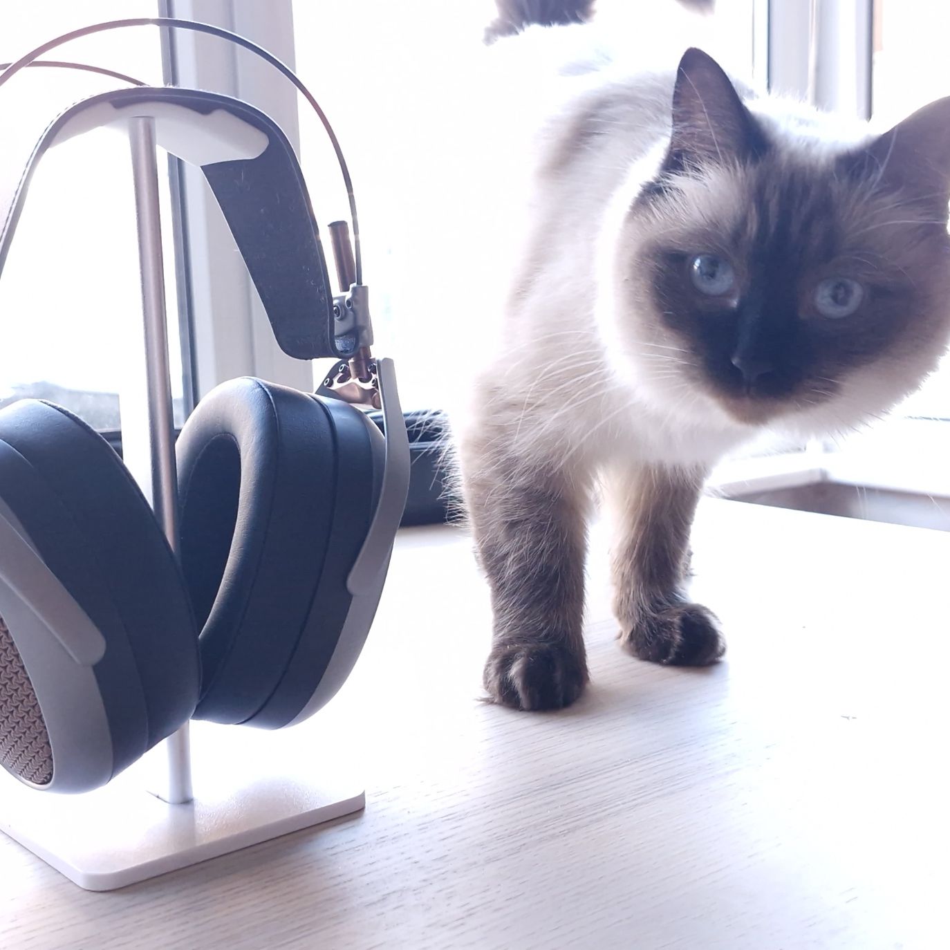 Meze Audio Poet