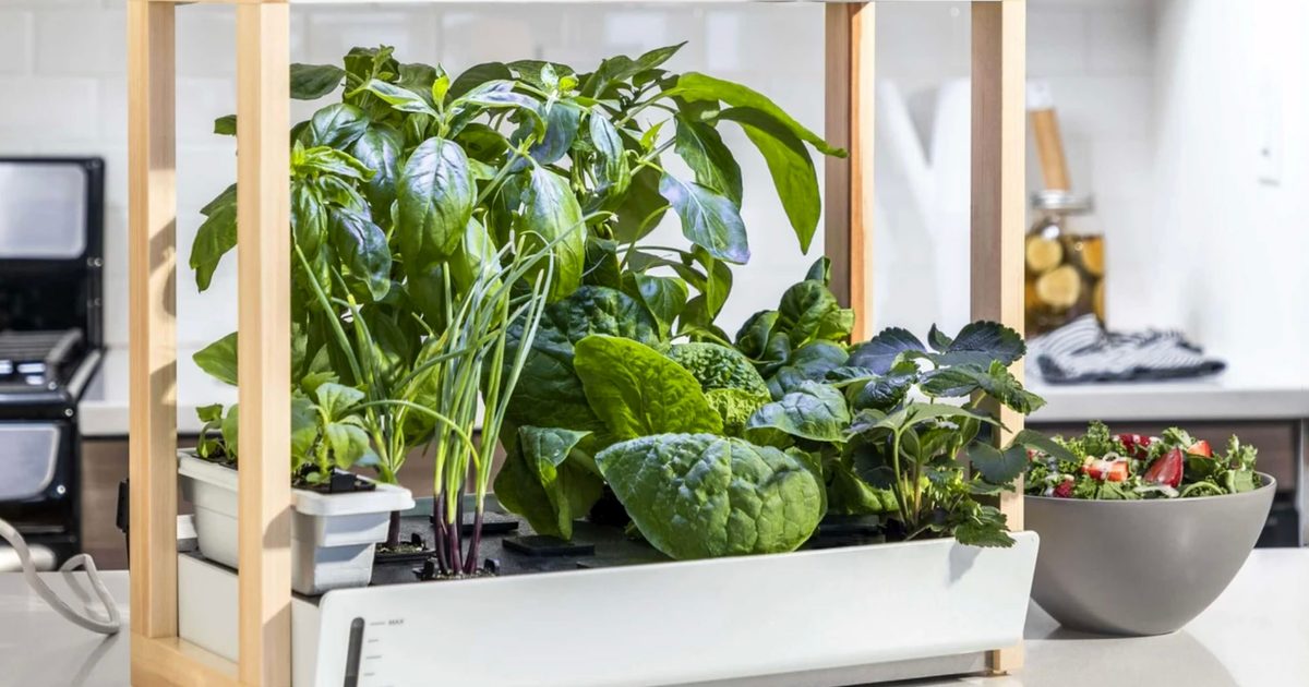 Personal Rise Garden