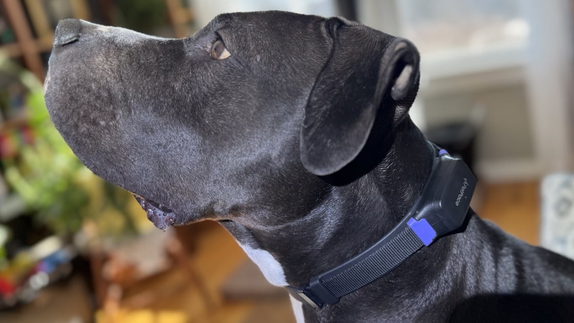 Petpace 2.0