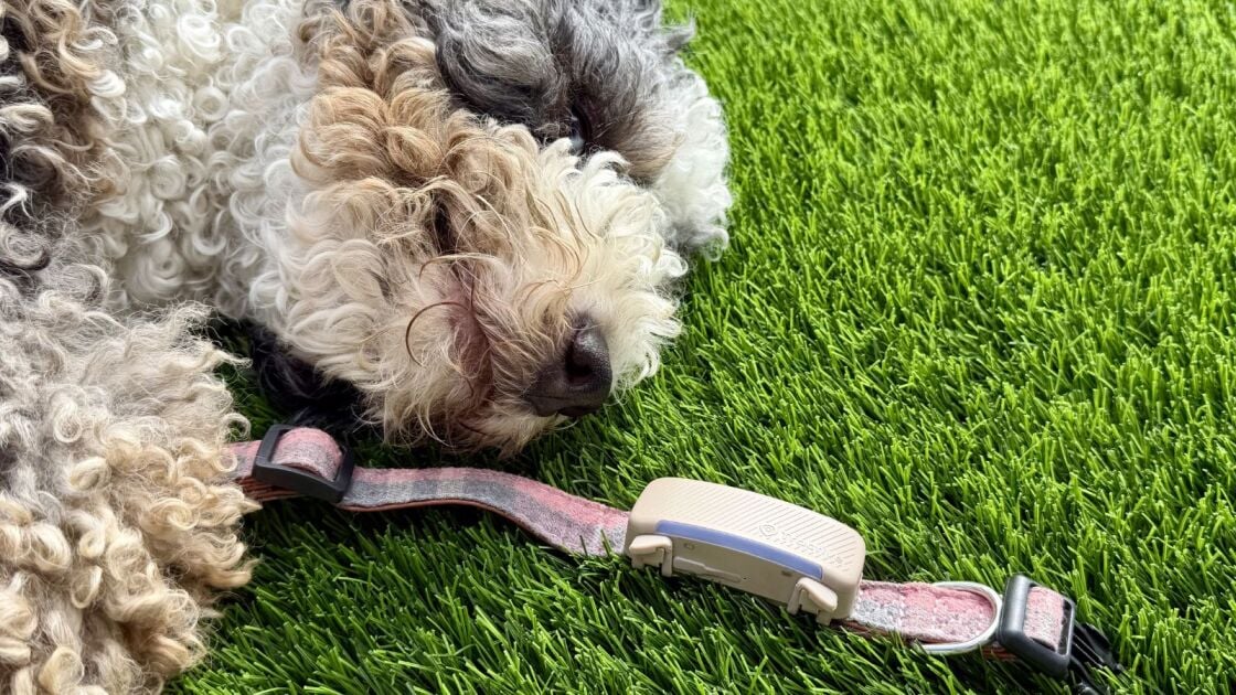Tractive Dog 6